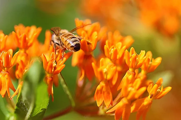 Butterfly Weed Flerårig Blomma Som Ibland Kallas Milkweed Eftersom Det — Stockfoto