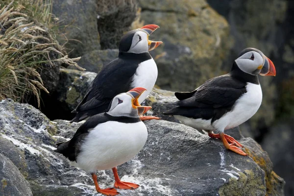 Coro Puffins Com Bicos Aberto Borda Remoto Penhasco Islândia — Fotografia de Stock