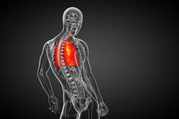 Hacer Ilustración Médica Del Sistema Respiratorio Humano Vista Lateral —  Fotos de Stock