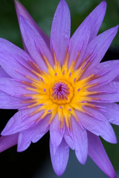 Μωβ Lotus Όμορφο Λουλούδι Από Την Ταϊλάνδη — Φωτογραφία Αρχείου