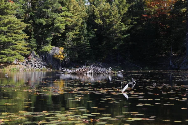 Beaver Lodge Lake — Stockfoto