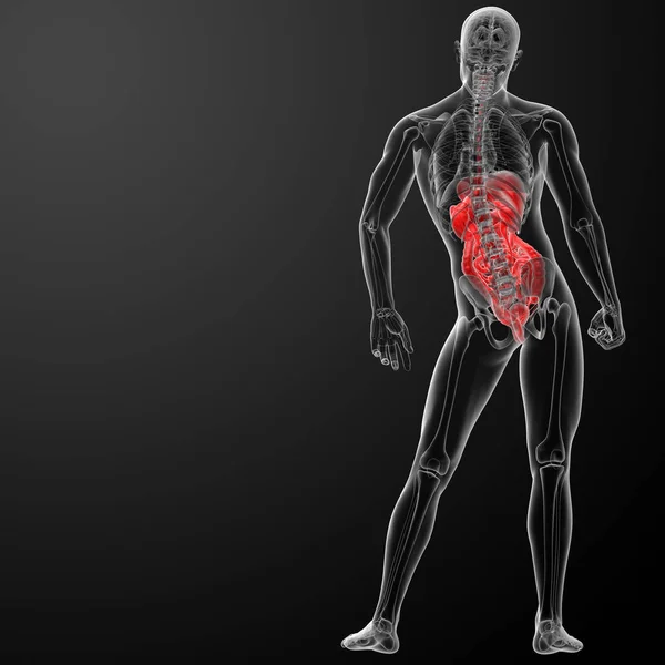 Render Insan Sindirim Sistemi Arkadan Görünüm — Stok fotoğraf