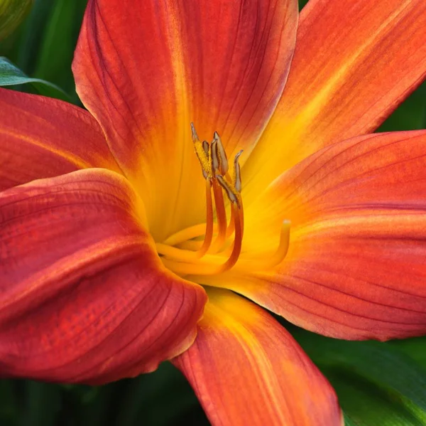Zavřít Krásné Zahradní Květiny — Stock fotografie