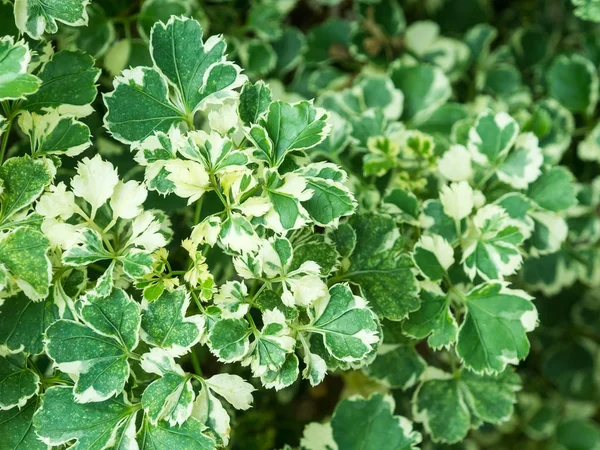 Afbeelding Van Polyscias Boom Groen Wit Bladeren Beste Voor Decoreren — Stockfoto