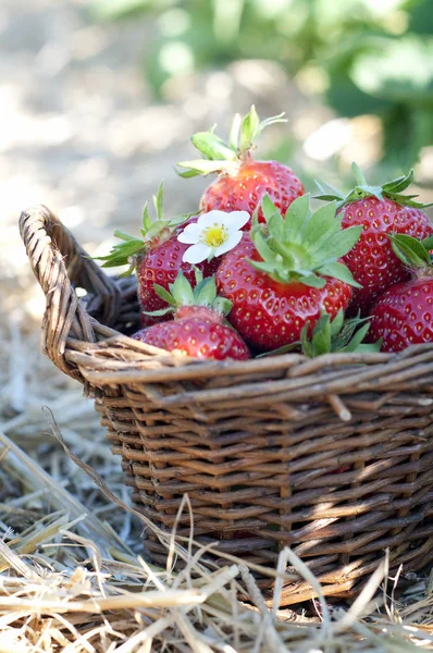 Strawberries Basket Field — Stock Photo, Image