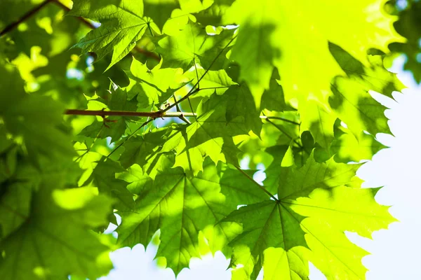 Яскраво Зелене Листя Кленового Дерева Сонці — стокове фото