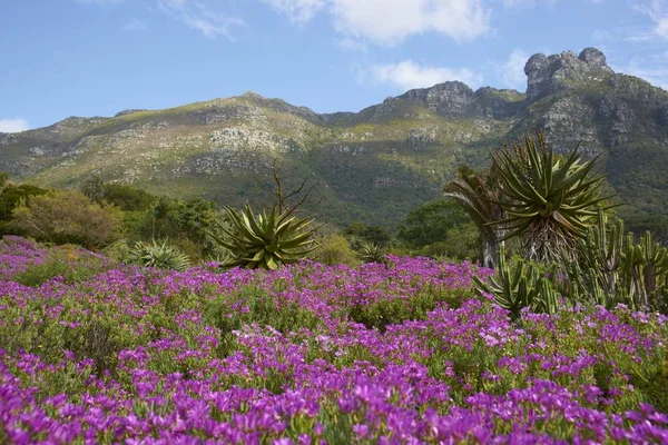 Národní Botanická Zahrada Kirstenbosch Kapském Městě Jižní Afrika — Stock fotografie
