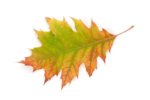 Hoja Otoño Aislada Sobre Fondo Blanco — Foto de Stock