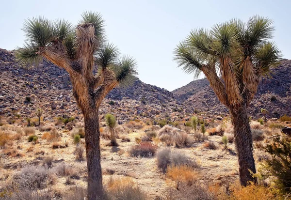 Joshua Trees Landscape Yucca Brevifolia Mojave Desert Joshua Tree National — Stock Photo, Image