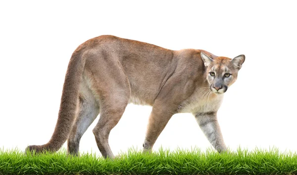Puma Cougar Com Grama Verde Isolado Fundo Branco — Fotografia de Stock