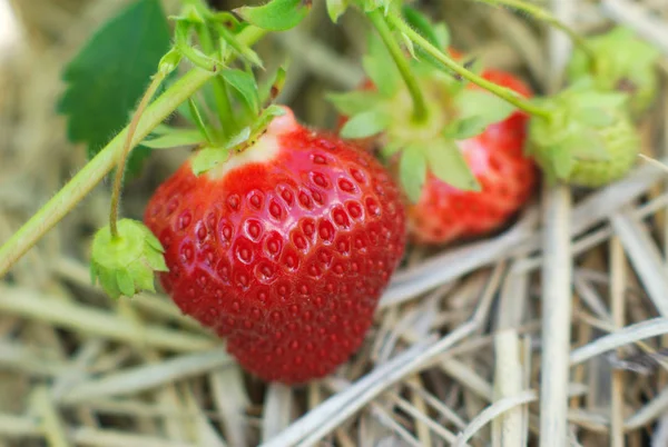 Morango Vermelho Frutas Closeup Campo — Fotografia de Stock
