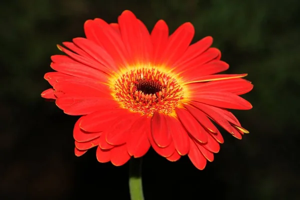 Laranja Flor Vermelha Vista Perto — Fotografia de Stock