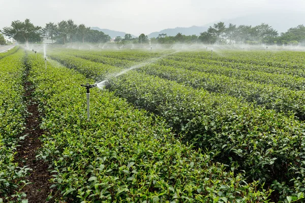 Tea Farm Taitung Luye — Stock Photo, Image