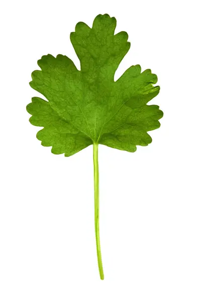 Coriander Leaf Vista Vicino — Foto Stock