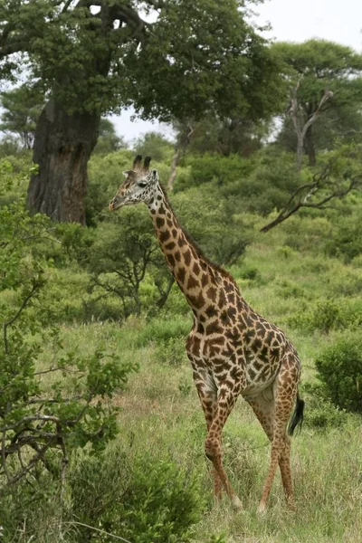 Giraffe Giraffa Camelopardalis Lake Manyara Nationalpark Tansania — Stockfoto