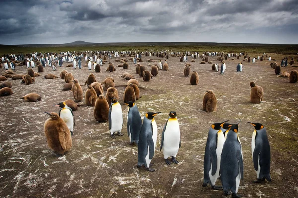 Kolonie Tučňáků Falklansdových Ostrovech — Stock fotografie