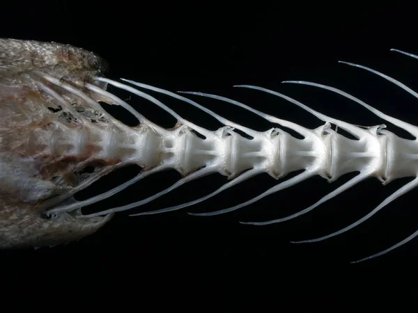 Белая Кость Морской Рыбы Крупным Планом — стоковое фото