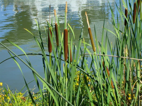 Close Van Groene Lisdodde Planten — Stockfoto