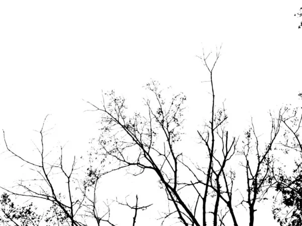 Ramo Árvore Preto Branco — Fotografia de Stock