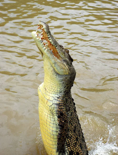 Egy Ugró Krokodil Északi Területen Ausztrália — Stock Fotó