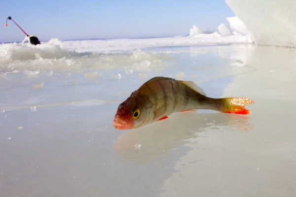 Captura Una Percha Los Lagos Medio Del Invierno — Foto de Stock