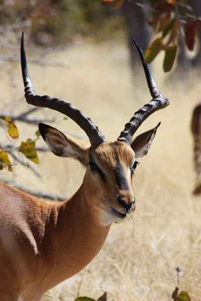 ナミビアの野生生物 エトシャ公園 — ストック写真