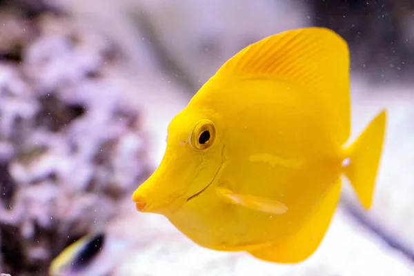 Yellow Tang Fish Zebrasoma Flavenscens Saltwater Aquarium Fish Found Pacific — Stock Photo, Image