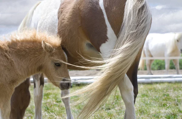 Simpatico Puledro Cavallo Miniatura Accanto Sua Madre Che Prepara Allattare — Foto Stock