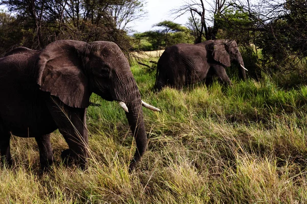 Afrikansk Familj Tanzanias Nationalparker — Stockfoto