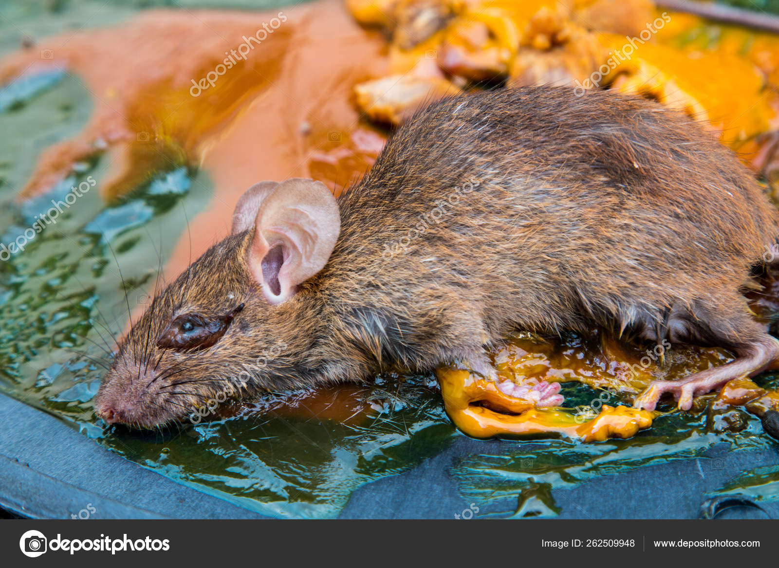 Glue Mousetrap Rats Rat Glue Trap Dead Mouse Mousetrap Stock Photo by  ©YAYImages 262509948