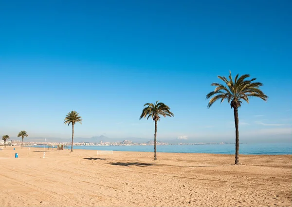 Palmové Stromy Slunné Písčité Pláži Alicante Španělsko — Stock fotografie