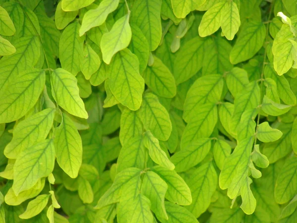 Groen Bladeren Achtergrond Behang Iran Mooi Mooi Blad — Stockfoto