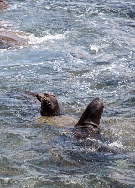 Schwimmen Kalifornischer Seelöwe Zalophus Californianus Ozean Der Bucht Jolla Südkalifornien — Stockfoto