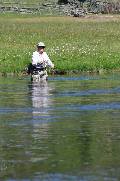 Aktywny Starszy Człowiek Który Układa Linię Sklep Wędkarski Flyfishing Rzece — Zdjęcie stockowe