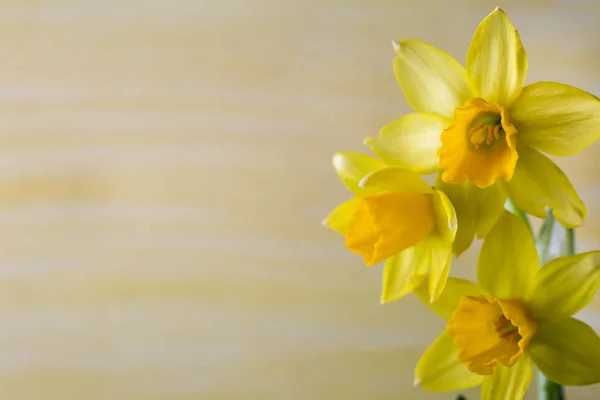 Желтые Нарциссы Цветном Фоне Пасхальная Открытка — стоковое фото