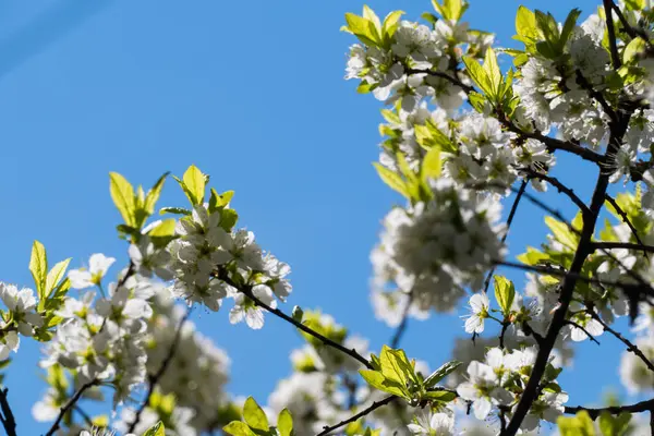 Spring White Flowers Apple Tree 2016 — Stock Photo, Image