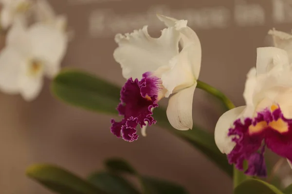 Cattleya Orchideenblume Blüht Sommer Hawaii Einem Botanischen Garten — Stockfoto