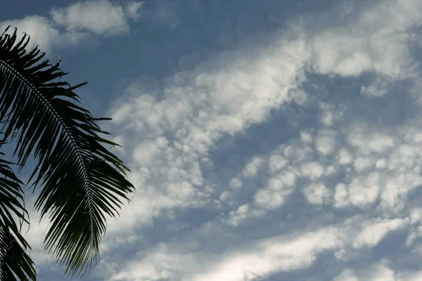 Fronda Coco Nubes Esponjosas Cielo Azul —  Fotos de Stock