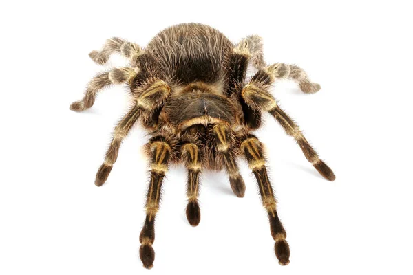 Chaco Gouden Knie Tarantula — Stockfoto