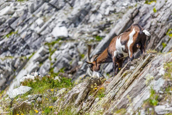 Cabra Los Alpes Temporada Verano — Foto de Stock