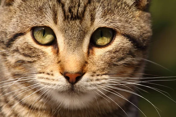 Närbild Porträtt Tamkatt Över Naturliga Bakgrund — Stockfoto