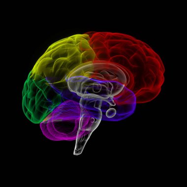 Human brain in x-ray view clipart