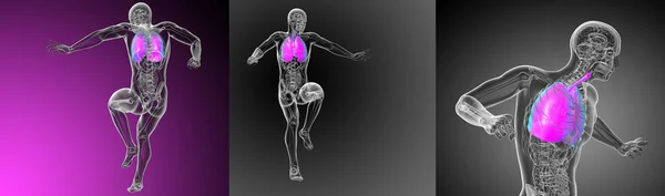 Renderização Ilustração Médica Sistema Respiratório — Fotografia de Stock