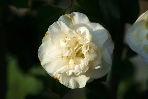 Close up of a white gardenia flower in a park.