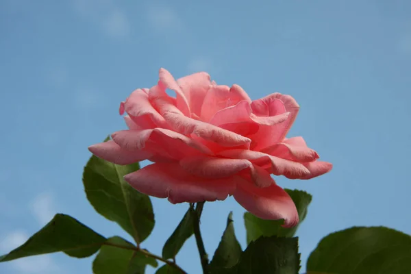 Primer Plano Rosa Rosa Jardín Del Pueblo — Foto de Stock