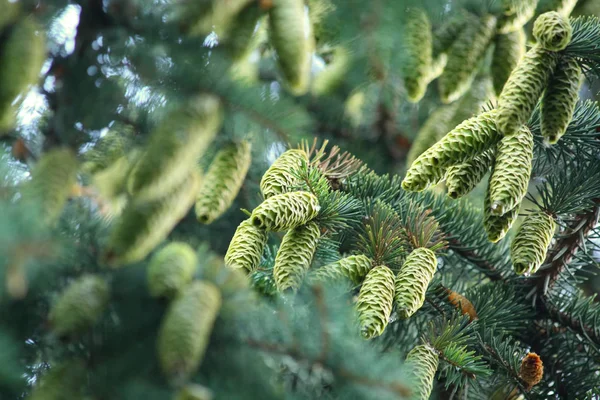 Primer Plano Las Ramas Los Contras Del Árbol Navidad — Foto de Stock