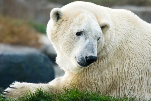 北极熊躺下向后看 — 图库照片