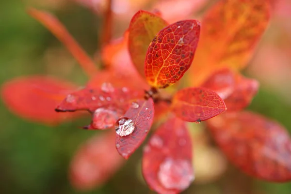 Raindrop Leaf Bog Bilberry Autumn Colours — Stock Photo, Image