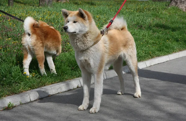 歩道でポーズ美しい秋田犬メス — ストック写真