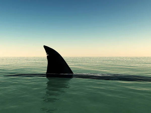 Requin Qui Fait Surface Sur Eau — Photo